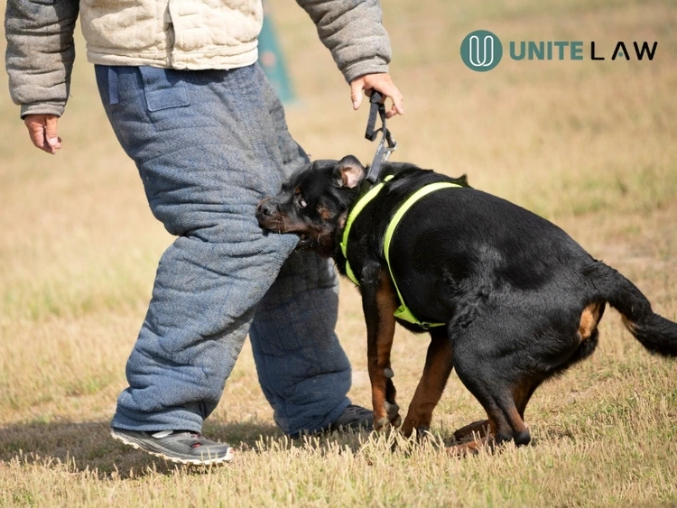 dog bite laws in Connecticut